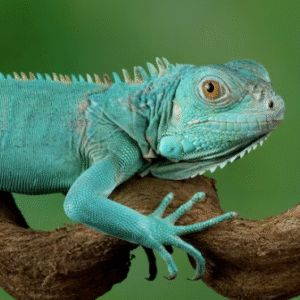 2 – 3 Foot Blue Axanthic Iguana For Sale