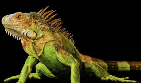 2-3 Foot Green Iguana For Sale