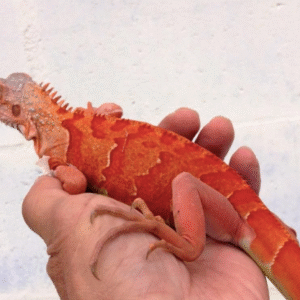 2 – 3 Foot Red Iguana For Sale