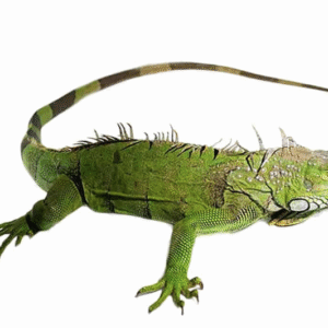 3-4 Foot Green Iguana For Sale