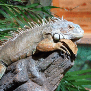 4-5 Foot Green Iguana For Sale