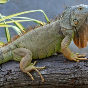 5-6 Foot Green Iguana For Sale