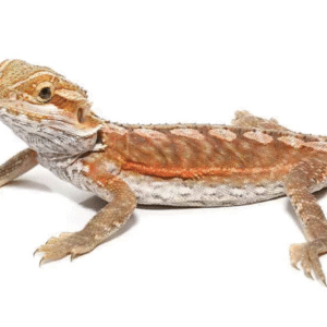 6 – 8 Inch Inferno Leatherback Bearded Dragon For Sale