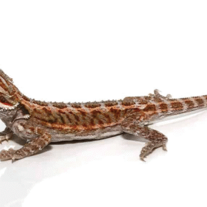 8-10 Inch Citrus Bearded Dragon For Sale