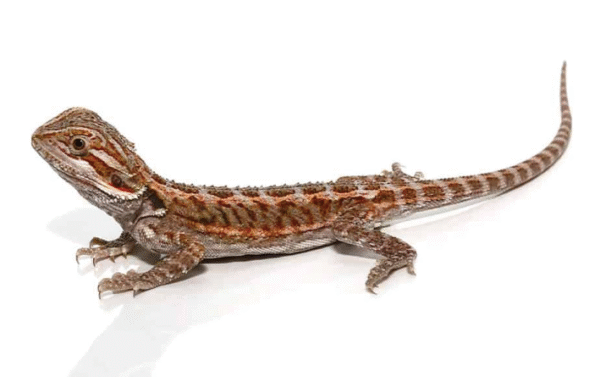 8-10 Inch Citrus Bearded Dragon For Sale