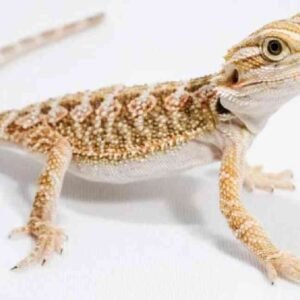 8-10 Inch Hypo Blue Bar Bearded Dragon For Sale