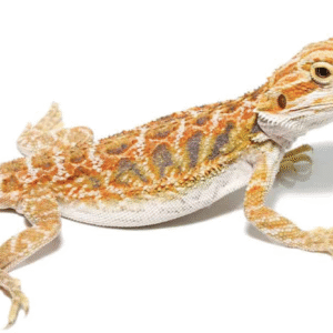 8-10 Inch Inferno Bearded Dragon For Sale