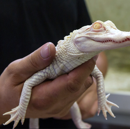 Albino Alligator For Sale