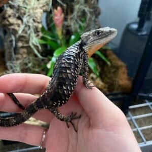 Abronia Deppii for Sale