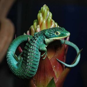 Abronia Graminea for Sale (Mexican Alligator Lizard)