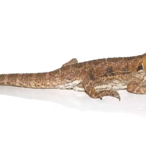 Adult Citrus Blue Bar Bearded Dragon For Sale