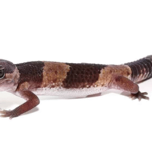 African Fat Tail Gecko for Sale