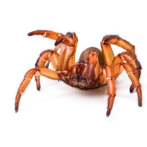 African Trapdoor Spider for Sale