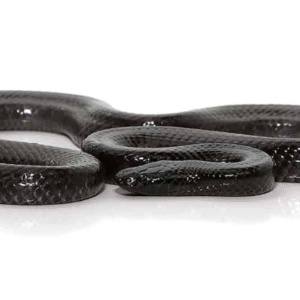 African Wolf Snake For Sale