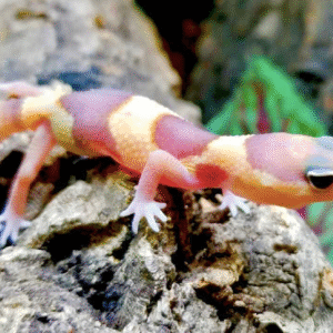 Albino African Fat Tailed Gecko for sale