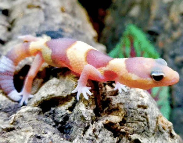 Albino African Fat Tailed Gecko for sale