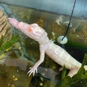 Albino Alligator For Sale