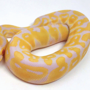 Albino Ball Python for Sale