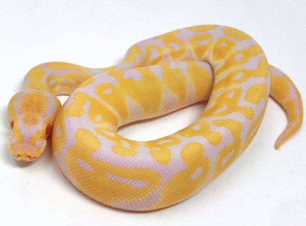 Albino Ball Python for Sale