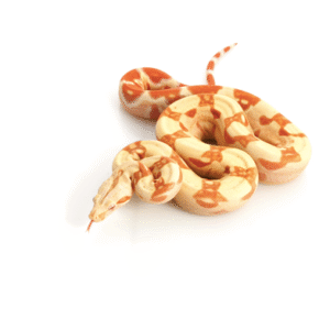 Albino Columbian Boa for Sale