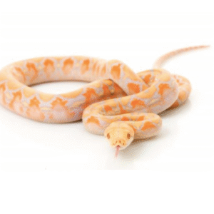 Albino Lavender Reticulated Python for Sale