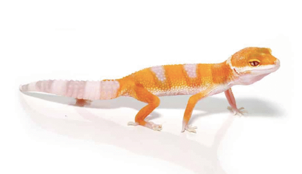 Albino Leopard Gecko for Sale