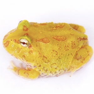 Albino Pacman Frog for sale