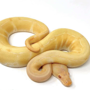 Albino Pinstripe Ball Python for sale