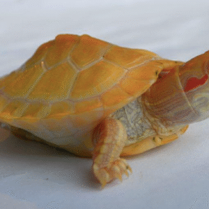 Albino Slider Turtle for sale