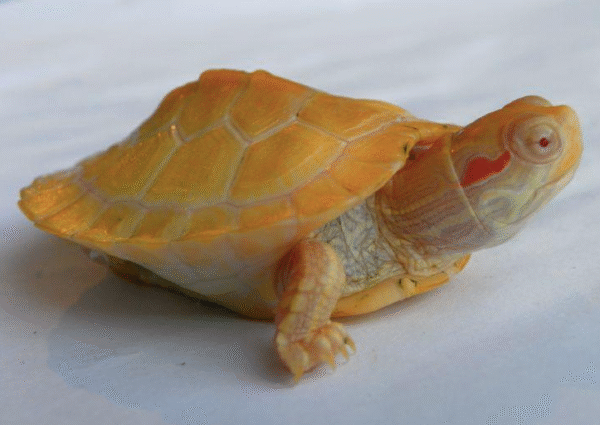 Albino Slider Turtle for sale