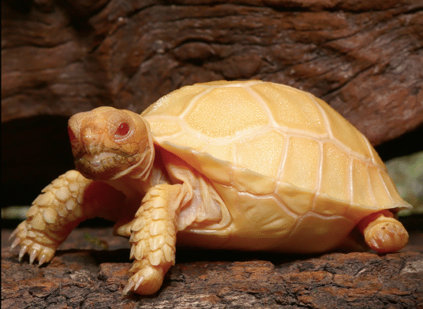Albino Sulcata Tortoise For Sale