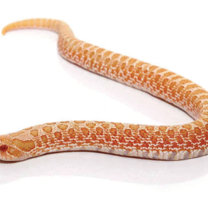 Albino Western Hognose Snake For Sale