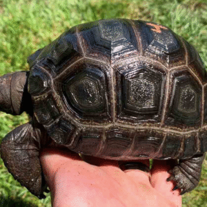 Aldabra Tortoise For Sale