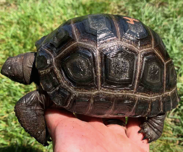 Aldabra Tortoise For Sale