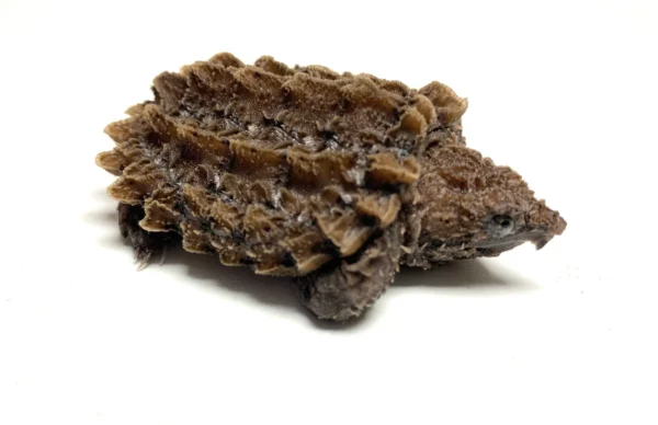 Alligator Snapping Turtle For Sale
