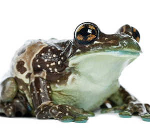 Amazon Milk Frog for Sale