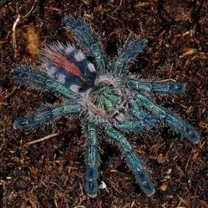 Amazon Sapphire Tarantula for Sale