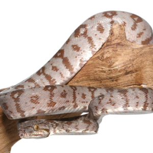 Amazon Tree Boa for Sale