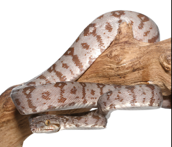 Amazon Tree Boa for Sale