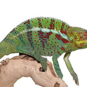 Ambanja Panther Chameleon For Sale
