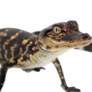 American Alligator For Sale