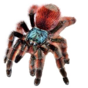 Antilles Pink Toe Tarantula for Sale