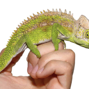 Antimena Chameleon for Sale