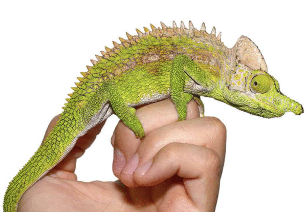 Antimena Chameleon for Sale
