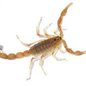 Arizona Bark Scorpion for Sale
