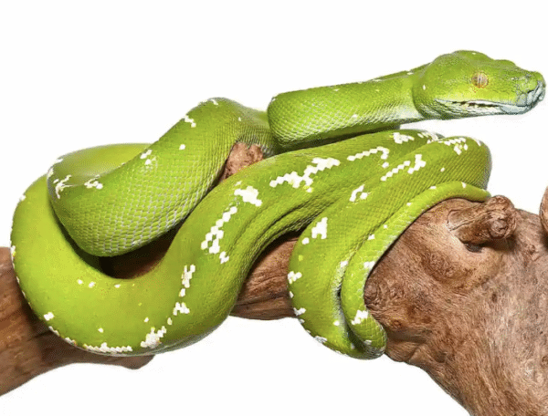 Aru Green Tree Python For Sale