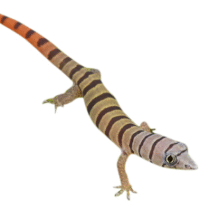 Ashy Gecko for Sale