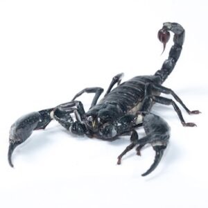 Asian Forest Scorpion for Sale