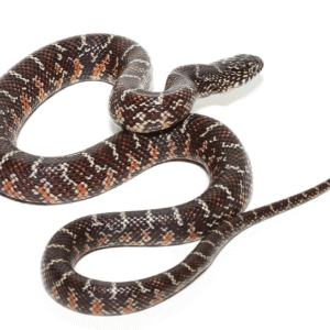 Axanthic Florida Kingsnake For Sale