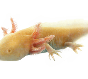 Axolotl for Sale